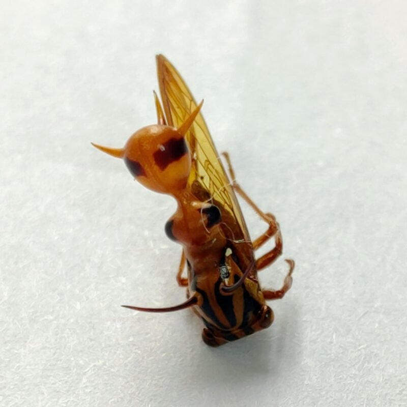 204 Membracidae