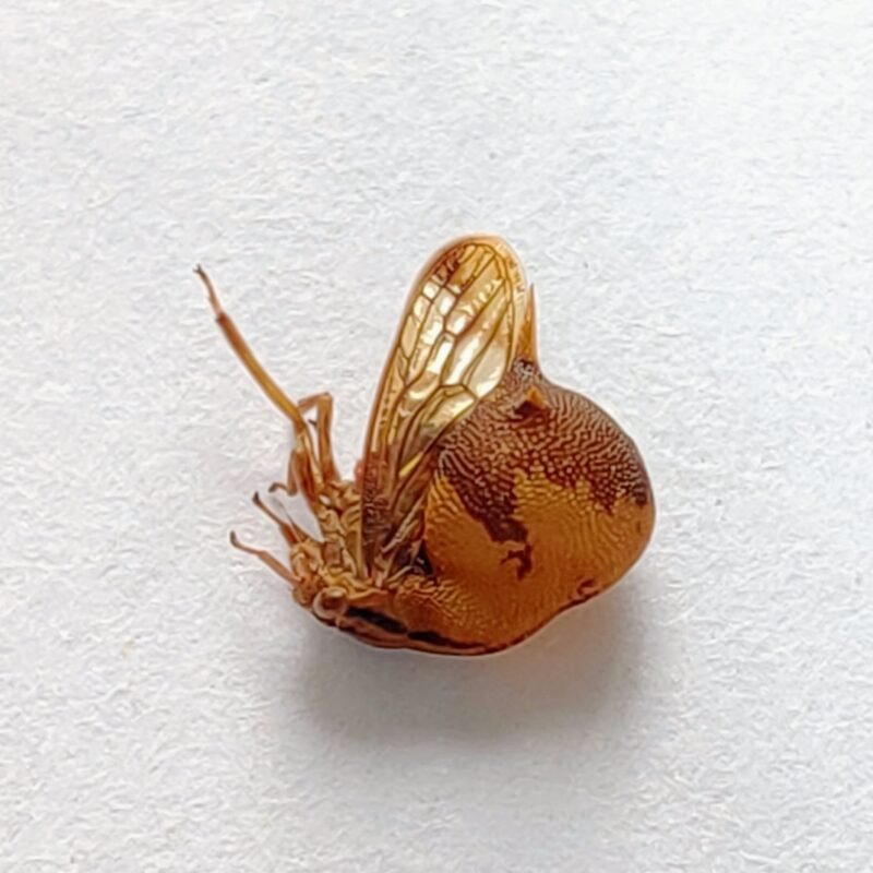 205 Membracidae