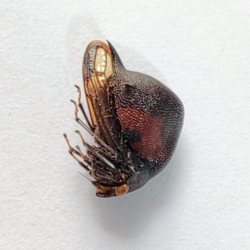 206 Membracidae
