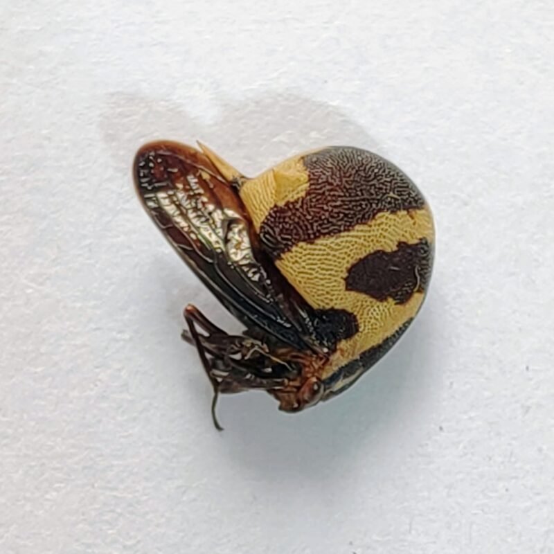 207 Membracidae