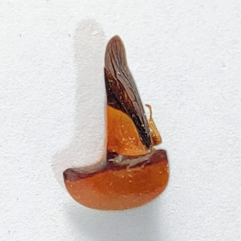 208 Membracidae