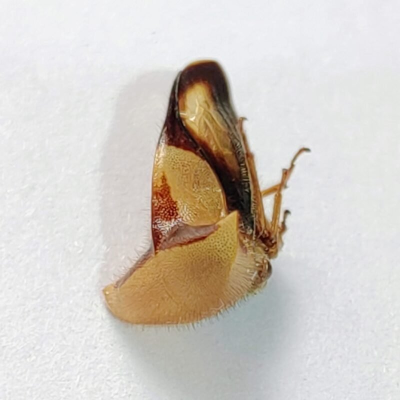 209 Membracidae