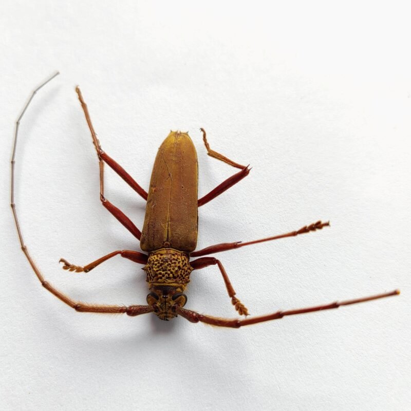 21 Cerambicidae