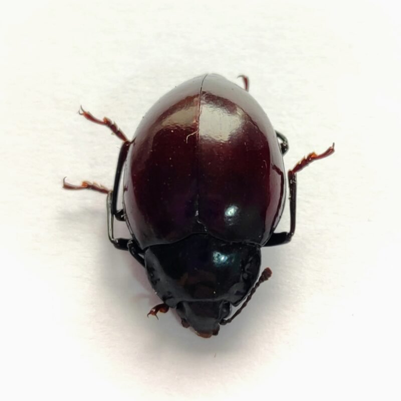 21 Chrysomelidae