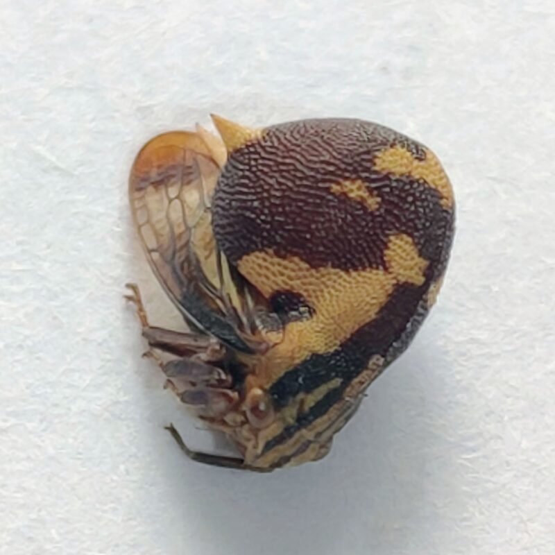21 Membracidae