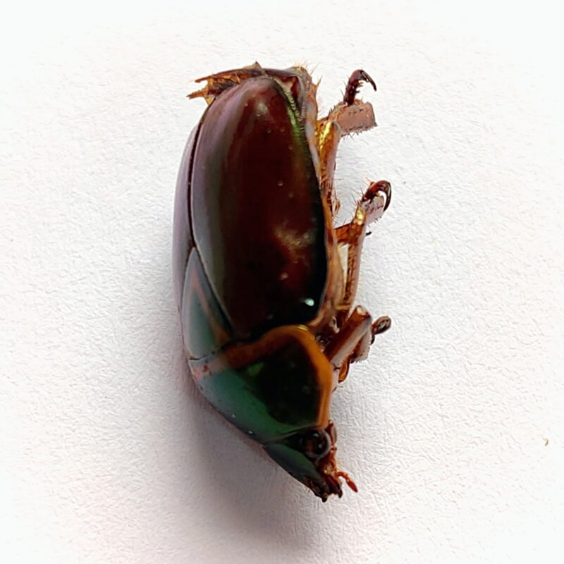 21 Scarabaeidae
