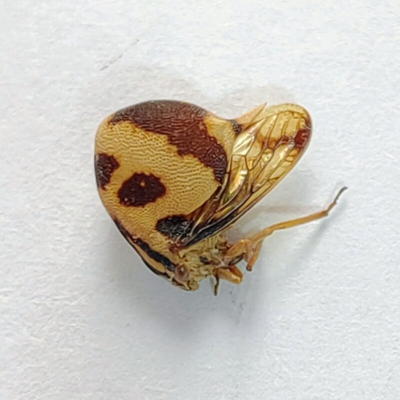 210 Membracidae
