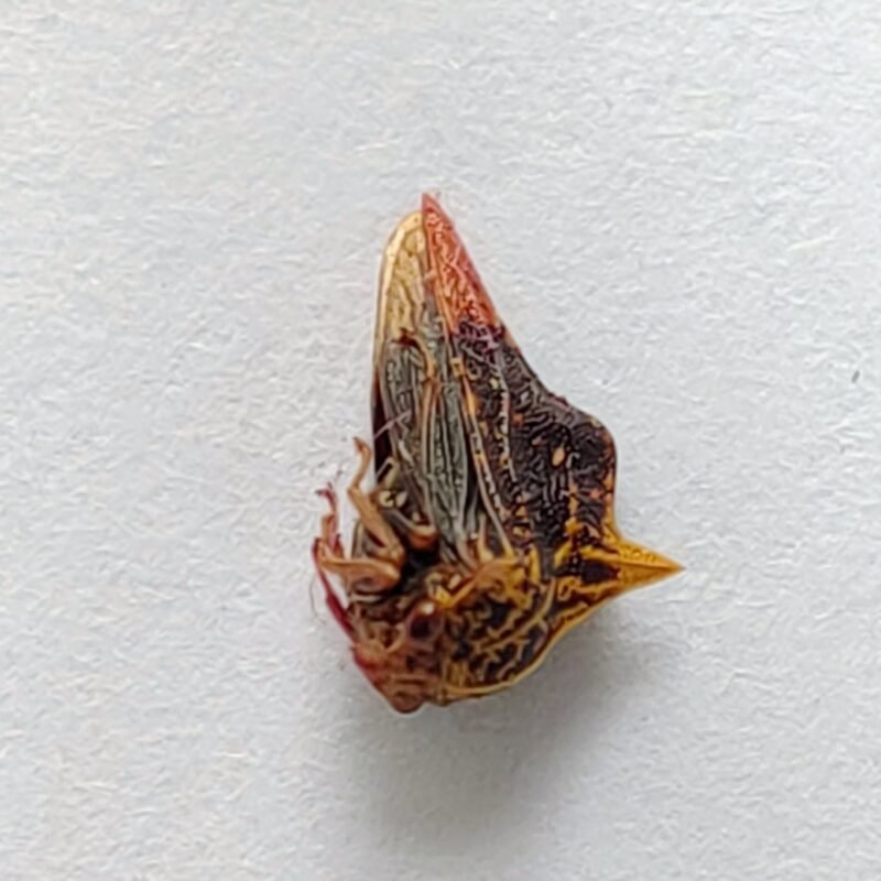 211 Membracidae