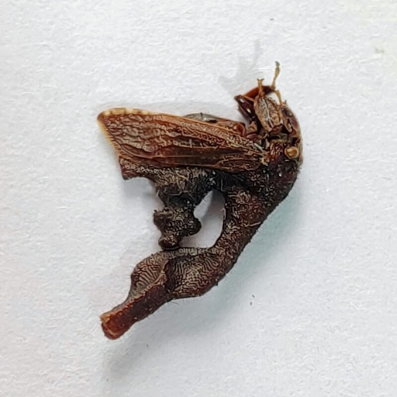 212 Membracidae
