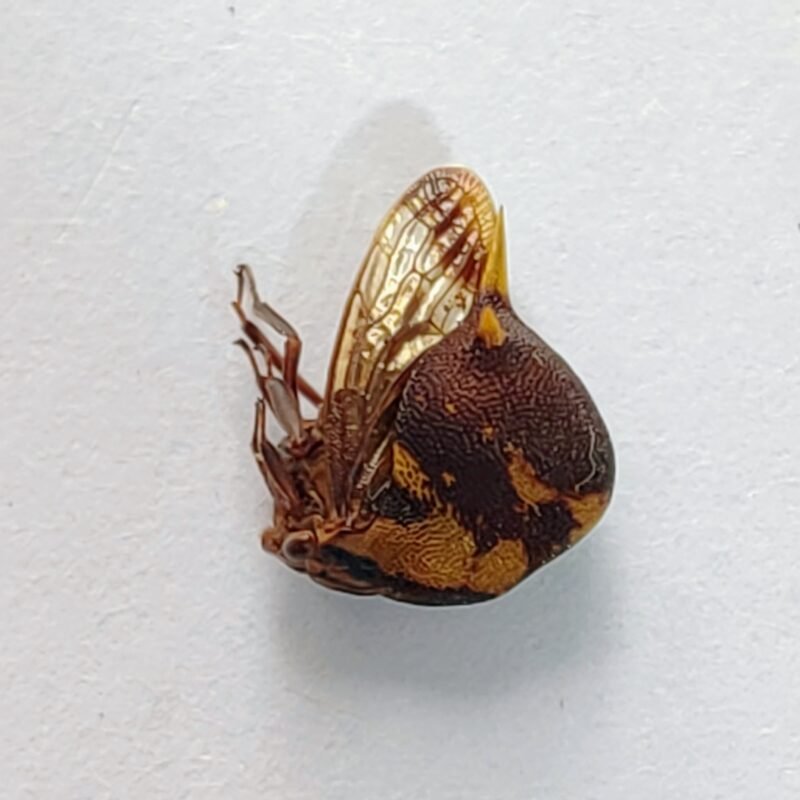 213 Membracidae