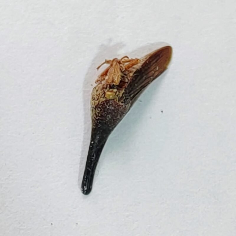 214 Membracidae
