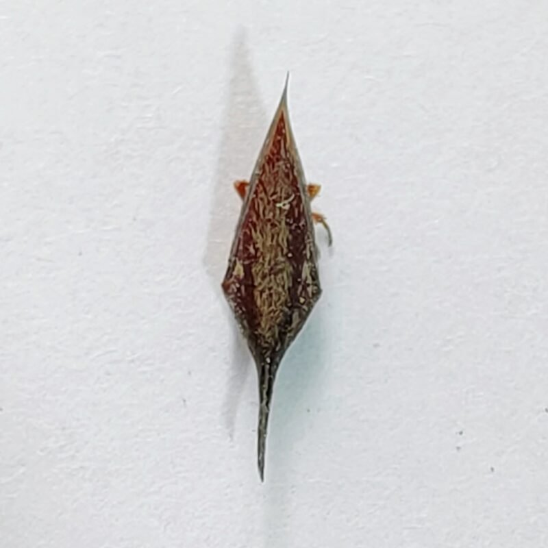 215 Membracidae