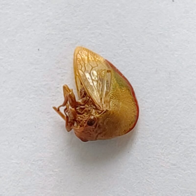 216 Membracidae