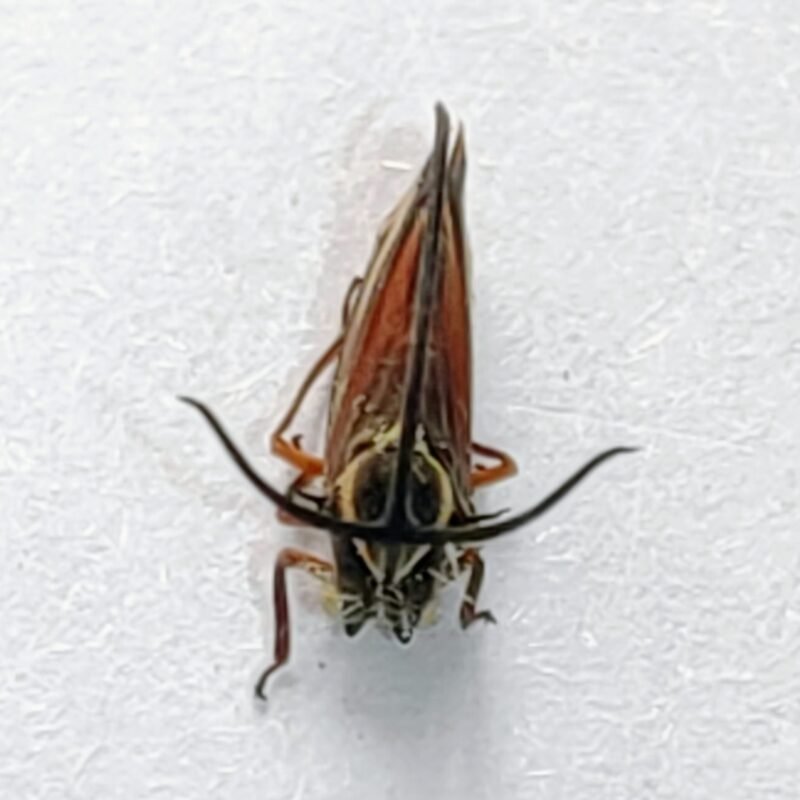 217 Membracidae