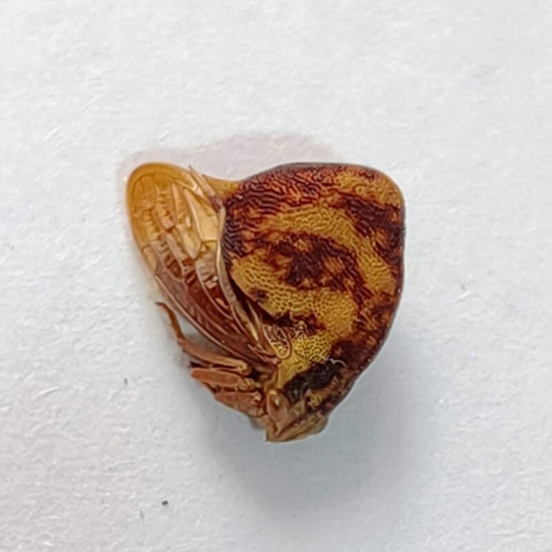 218 Membracidae