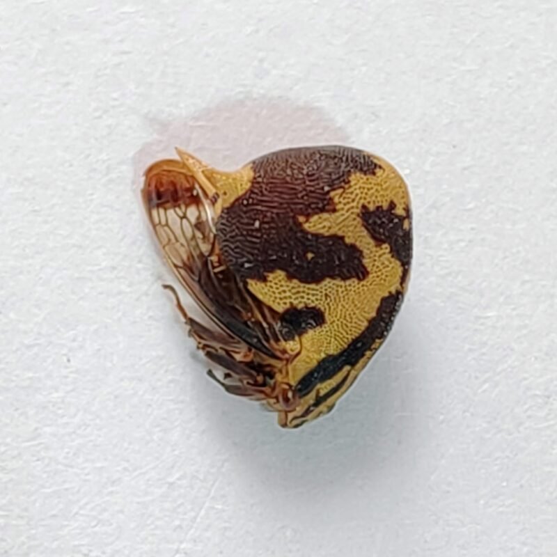 219 Membracidae