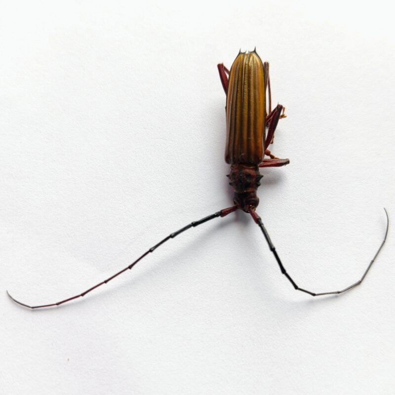 22 Cerambicidae