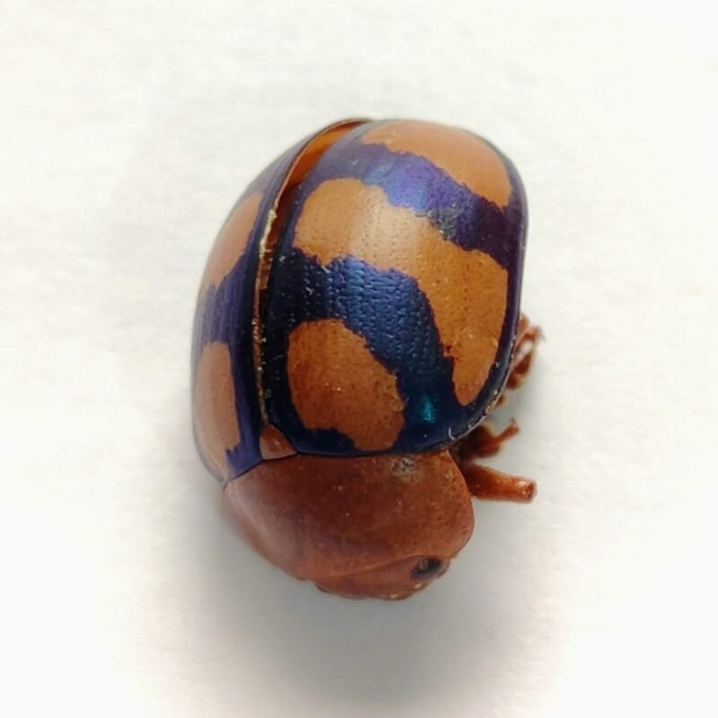 22 Chrysomelidae