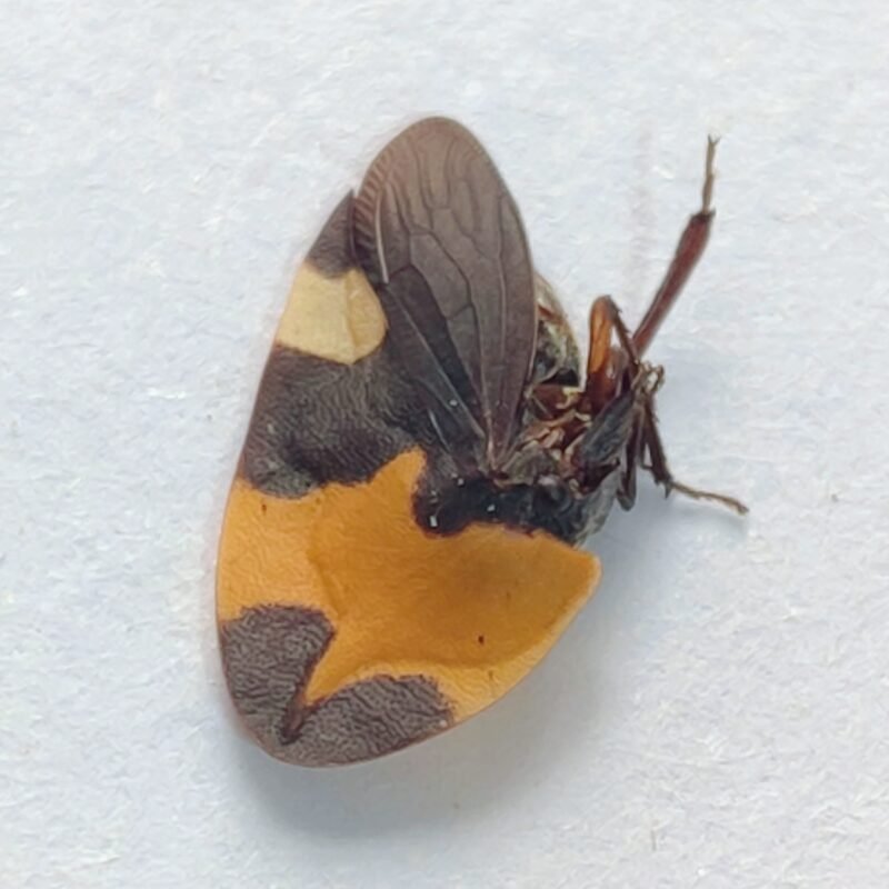 22 Membracidae