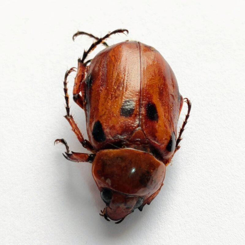 22 Scarabaeidae