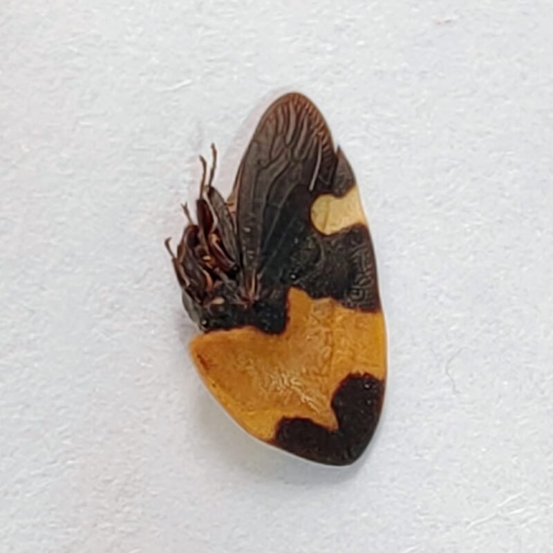 220 Membracidae