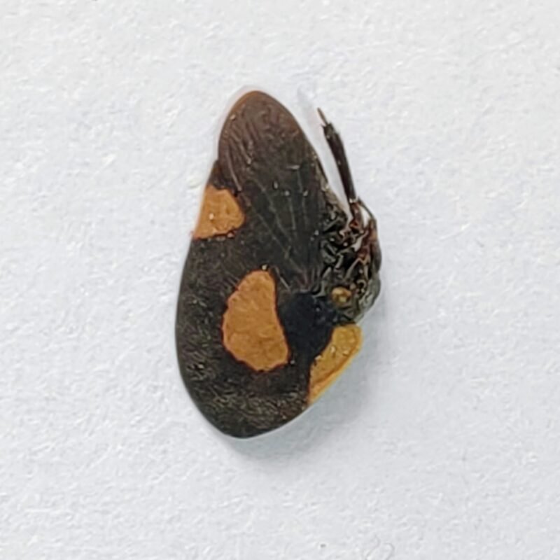 221 Membracidae