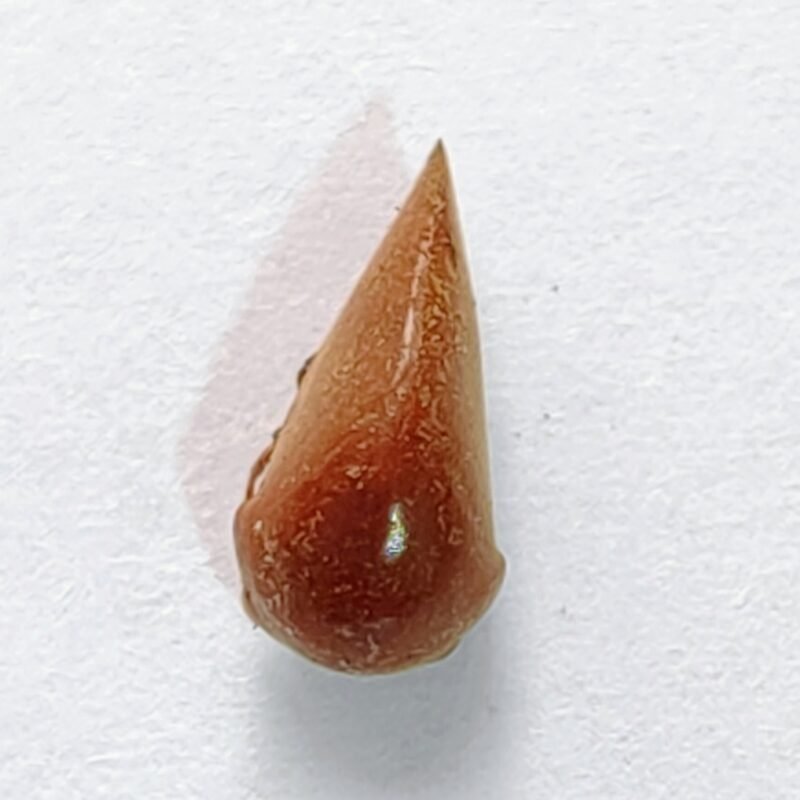 222 Membracidae
