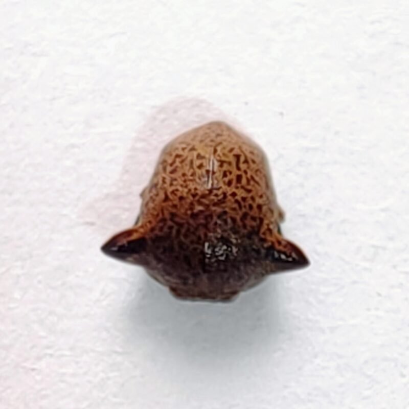 223 Membracidae