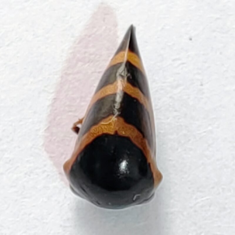 224 Membracidae