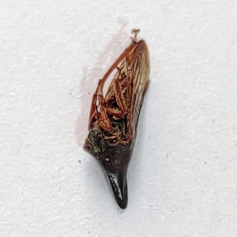 225 Membracidae