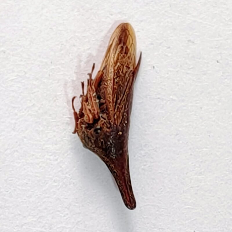 226 Membracidae