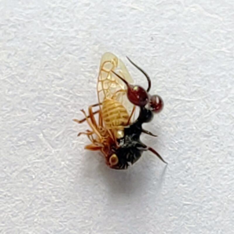 227 Membracidae