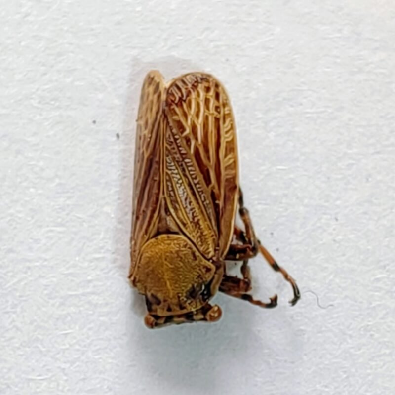 228 Membracidae