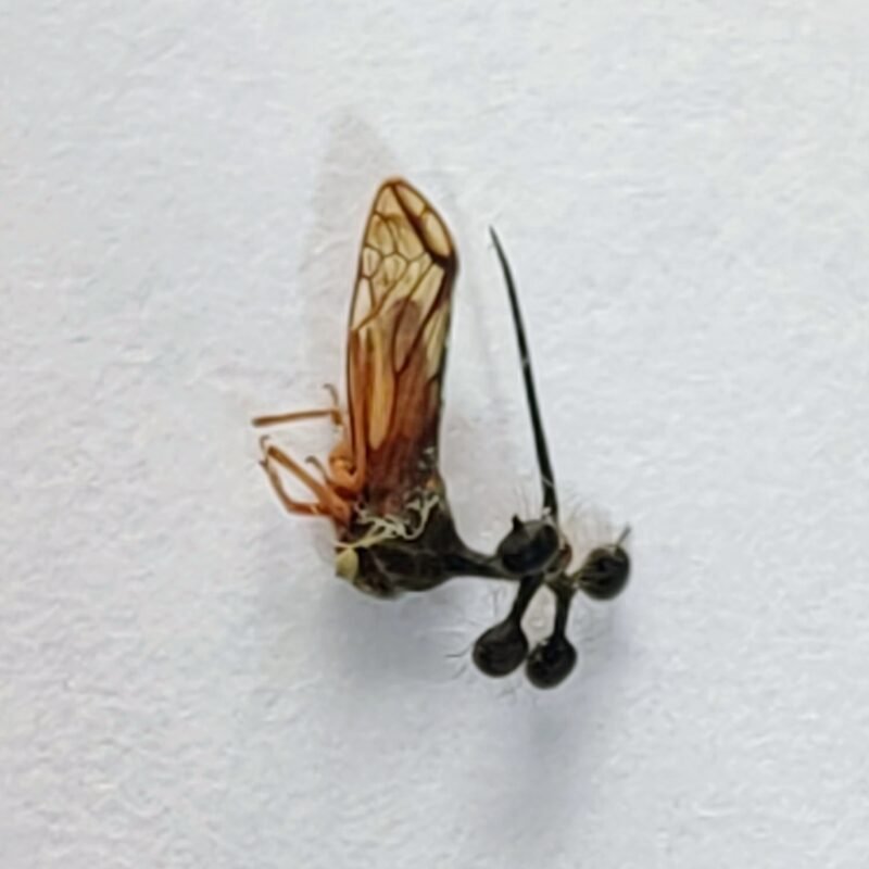 229 Membracidae