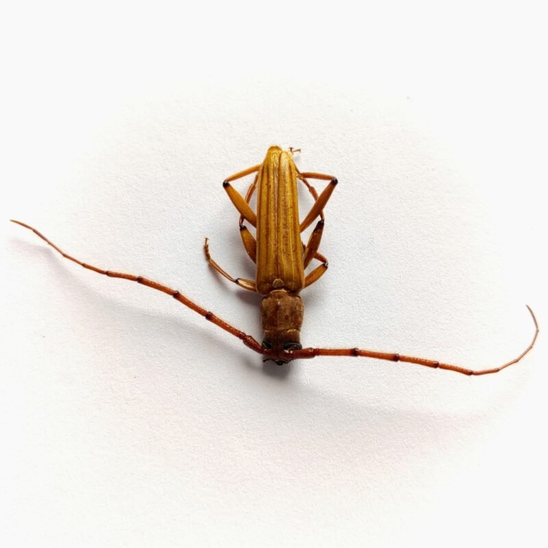 23 Cerambicidae