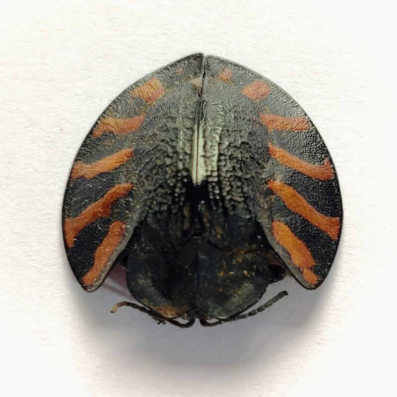 23 Chrysomelidae
