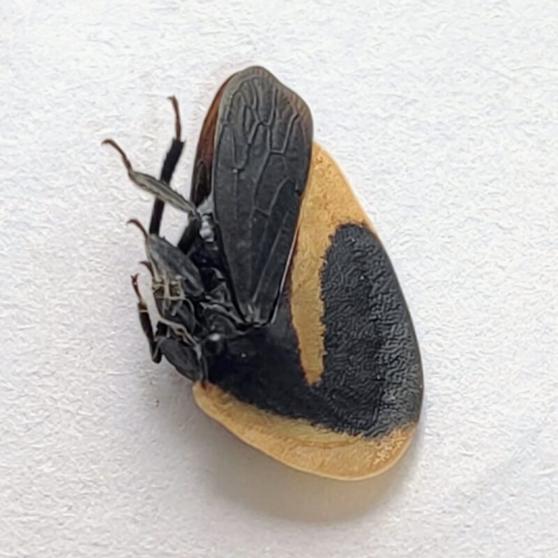 23 Membracidae