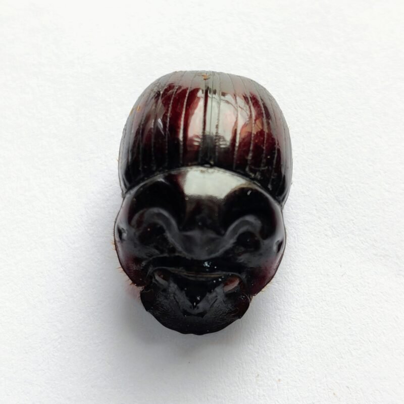23 Scarabaeidae
