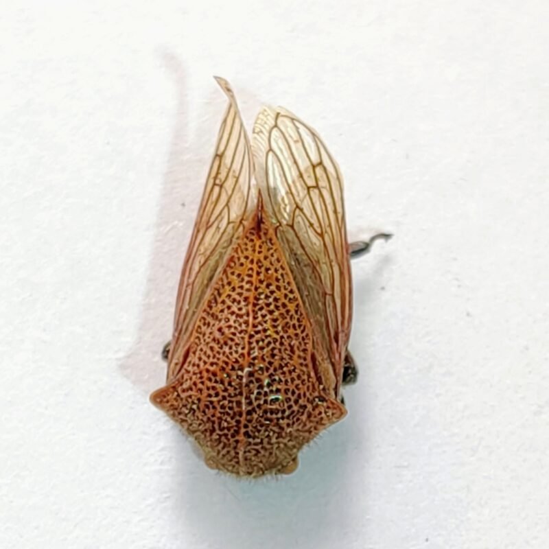 230 Membracidae