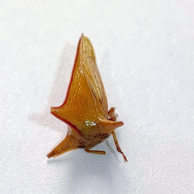 231 Membracidae