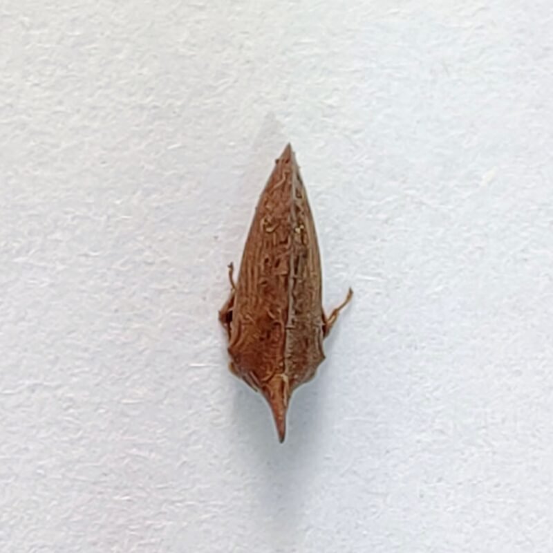 232 Membracidae