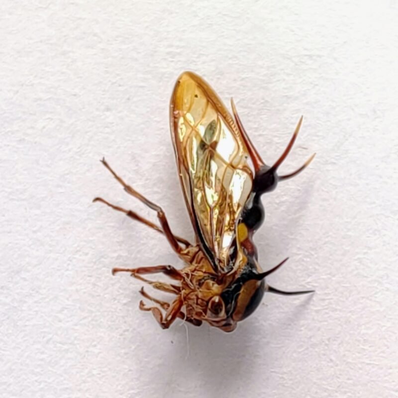 233 Membracidae