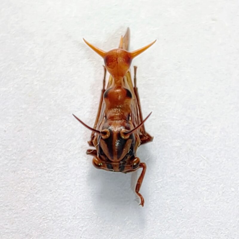 234 Membracidae