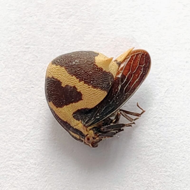 235 Membracidae
