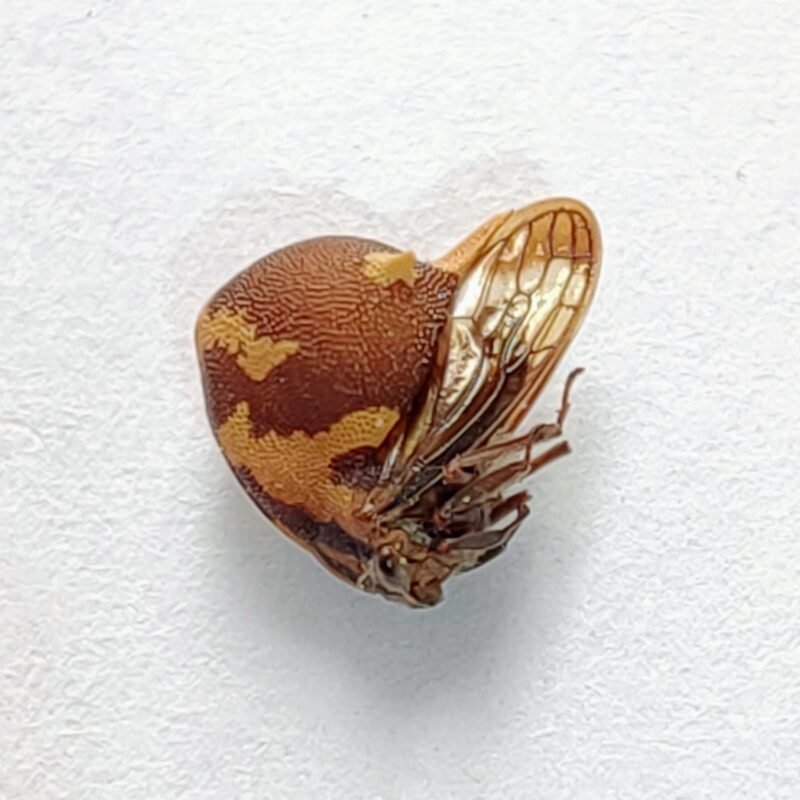 236 Membracidae