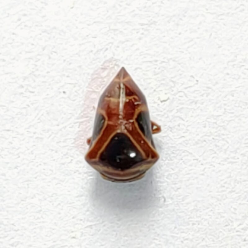 237 Membracidae