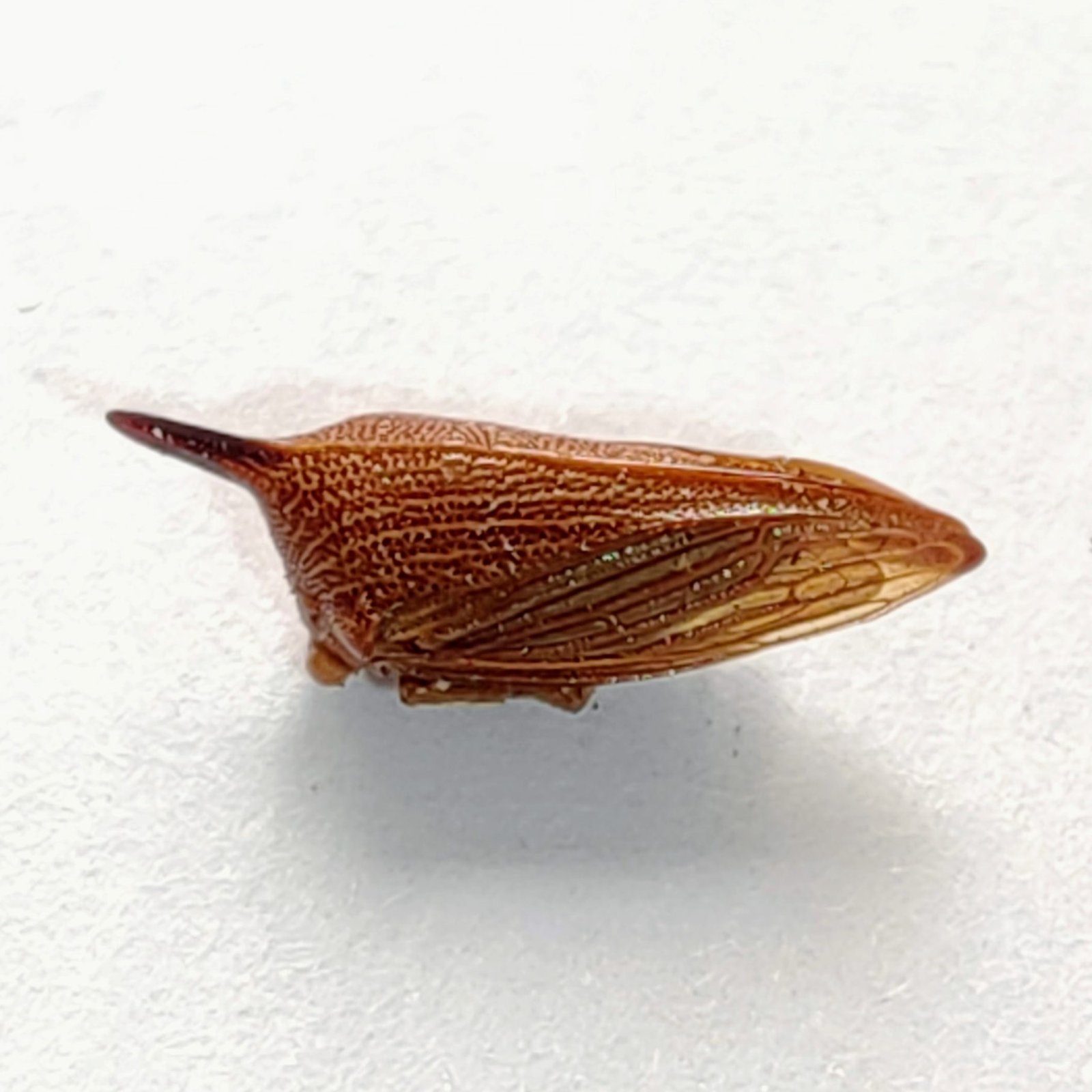 238 Membracidae - Image 2