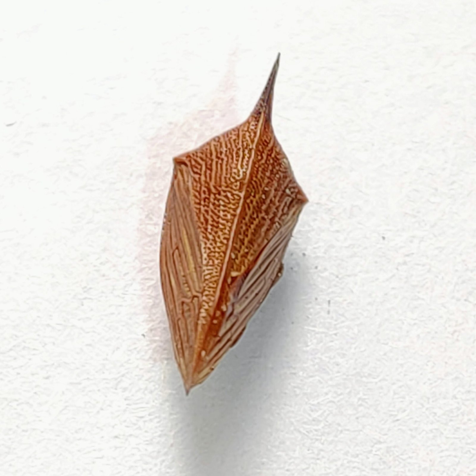 238 Membracidae - Image 3
