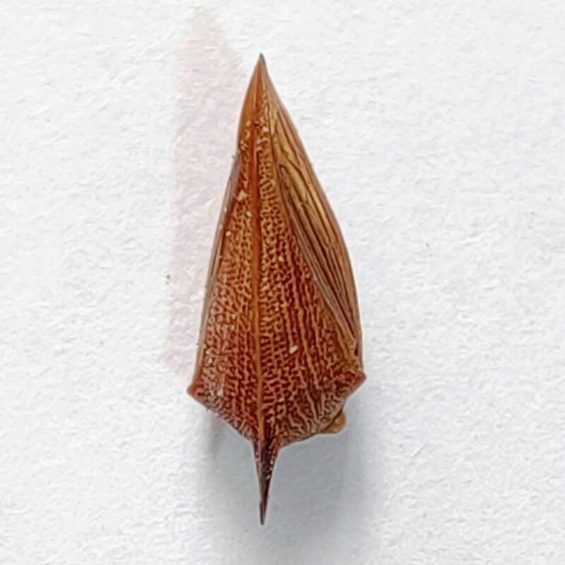 238 Membracidae