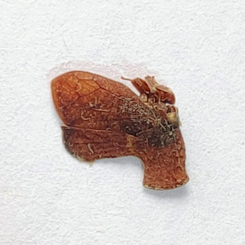 239 Membracidae